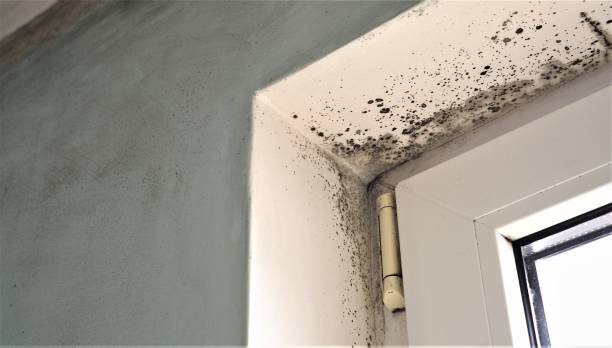 Best Comprehensive Air Testing for Mold Contaminants  in Valley Cottage, NY